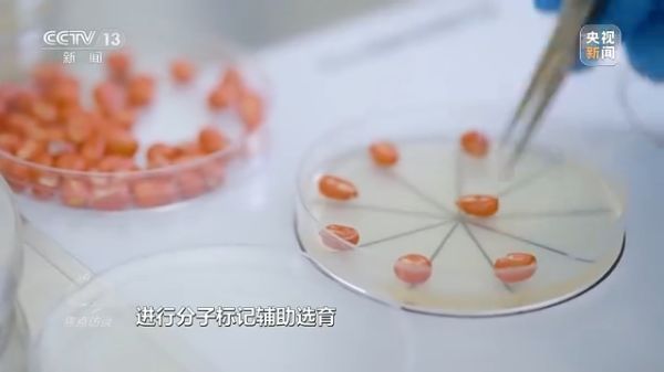 pg娱乐电子游戏,长沙杀虫剂,长沙光气衍生物,长沙氨基酸保护剂,长沙锂离子电池材料